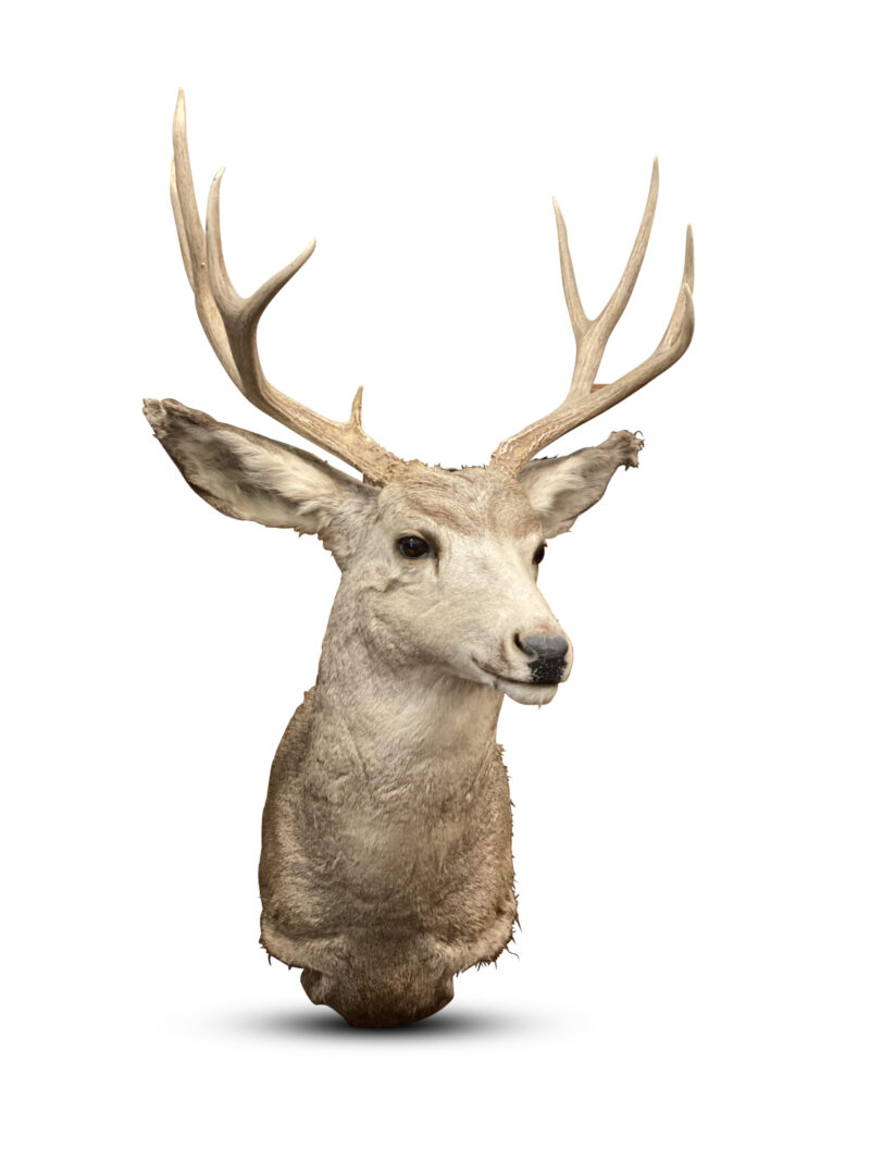 Australian Taxidermy Deer With 9 Point Antlers