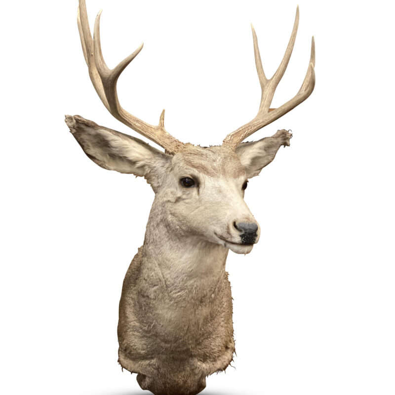Australian Taxidermy Deer With 9 Point Antlers