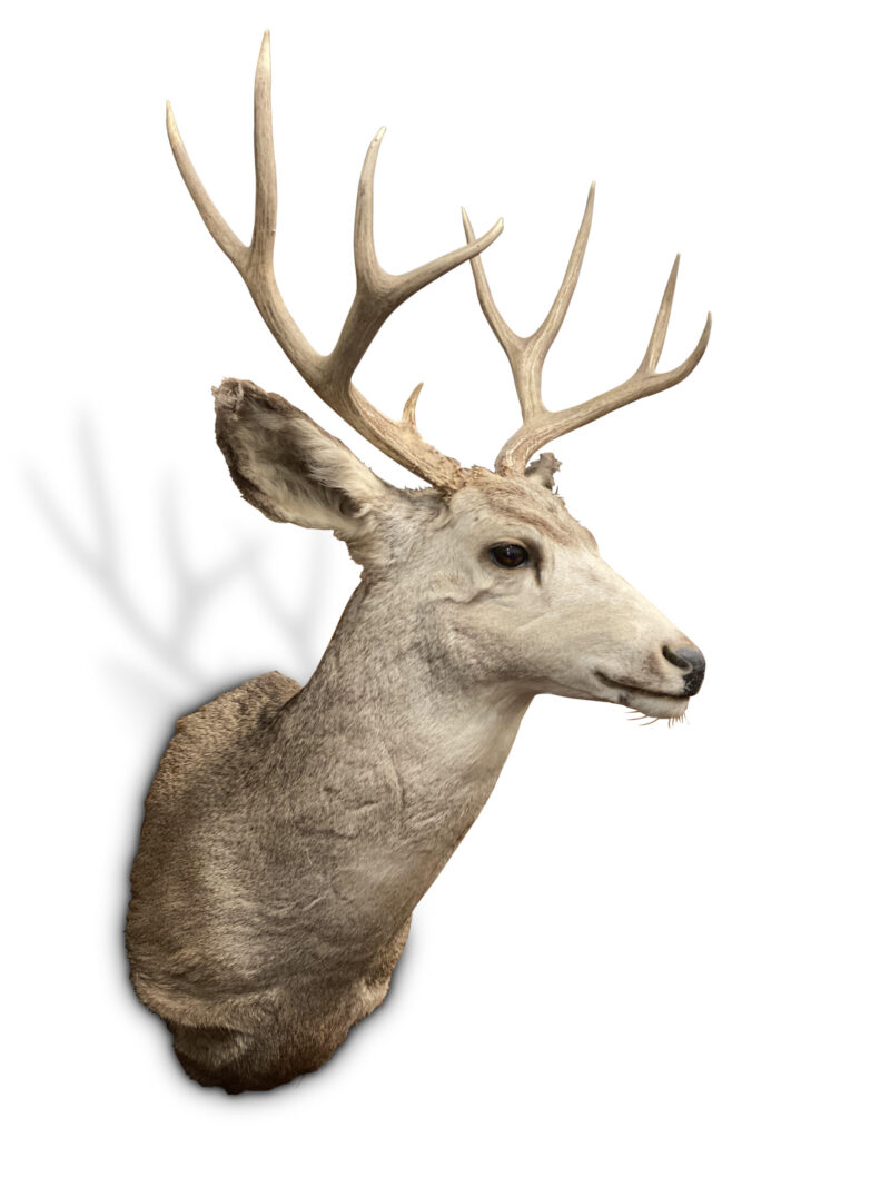 Australian Taxidermy Deer With 9 Point Antlers