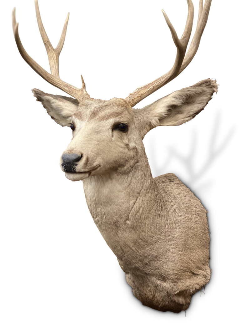 deer2104 scaled 1