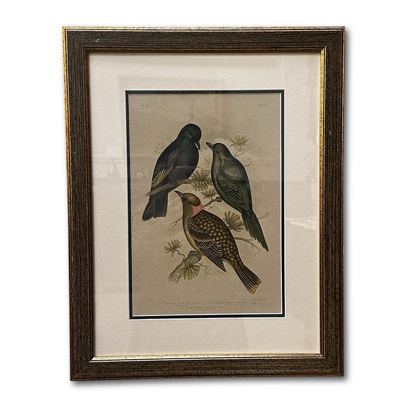 antique framed bird print